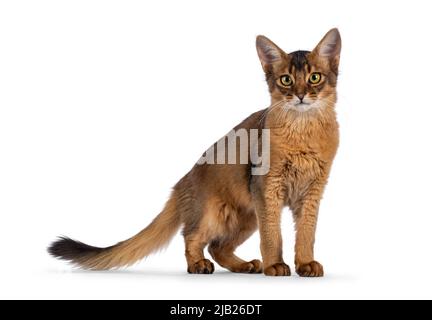 Handsome young ruddy Somali cat, standing side ways with tail down  Looking towards camera. Isolated on a white background. Stock Photo