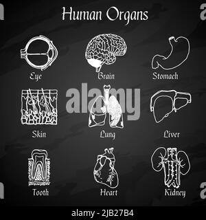 Human organs chalkboard icons set of skin lung liver tooth isolated vector illustration Stock Vector