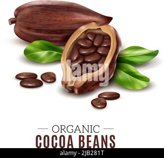 Colored realistic cocoa composition with organic cacao bean headline and broken beans vector illustration Stock Vector