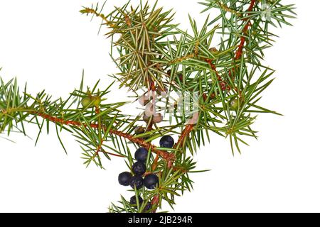 Juniper twig with berries isolated on white. Stock Photo