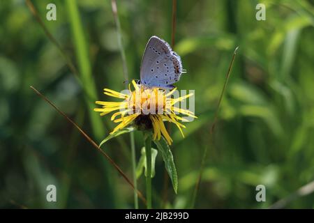 A short-tailed blue - Cupido argiades adult butterfly sitting on a yellow wild flower blossom in a meadow Stock Photo