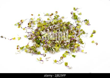Radish germs isolated on white. Organic Sprouted Daikon Radish With Seeds And Roots. Seed germination at home. Vegan and healthy eating concept. Macro Stock Photo
