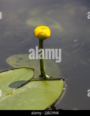 A close up picture of a yellow water lily. You see some of the water and a few leafs. Also there are baby fish swimming under the surface of the water Stock Photo