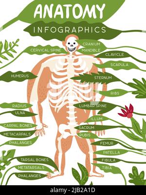 Skeleton anatomy infographics layout with human body image and detailed description of component parts of skeletal system flat vector illustration Stock Vector