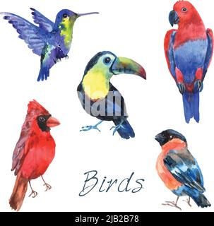 Tropical rainforest parrot birds with beautiful plumage and curved beaks watercolor pictograms collection abstract isolated vector illustration Stock Vector