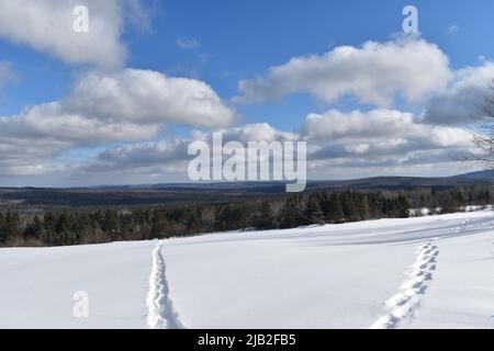 Snowshoe tracks in the snow, Sainte-Apolline, Québec, Canada Stock Photo