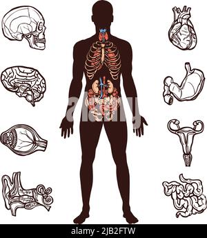Anatomy set with sketch internal organs and human figure isolated vector illustration Stock Vector