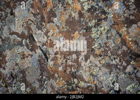 Background texture of a gray brown stone on the rock of the Altai mountains colored in green and white perennial natural moss on a stone from a rock Stock Photo
