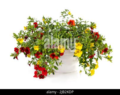 red and yellow million bells flowers in basket isolated on white background. calibrachoa Stock Photo