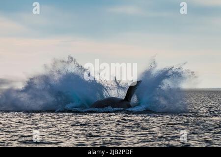 Right Whale jumping , Eubalaena Autralis, Glacialis, Patagonia , Peninsula Valdes, Patagonia, Argentina. Stock Photo