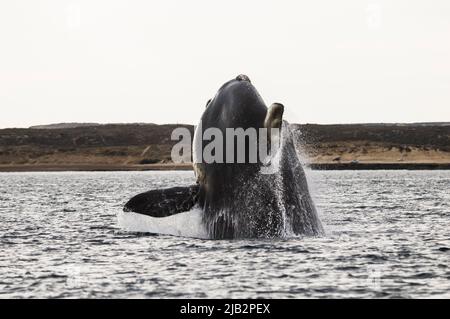 Right Whale jumping , Eubalaena Autralis, Glacialis, Patagonia , Peninsula Valdes, Patagonia, Argentina. Stock Photo