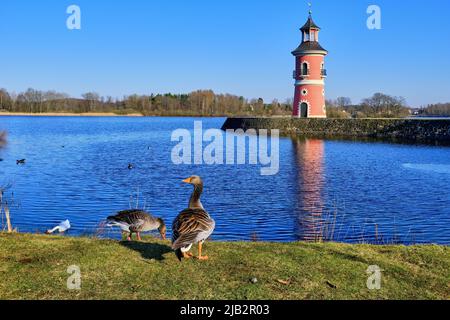 Moritzburg near Dresden, Saxony, Germany, March 1, 2022: Greylag geese roam around the edge of the Moritzburg Great Pond in front.