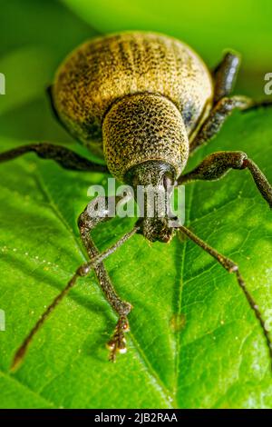 Ultra macro view of an rare beetle insect, the polydrusus formosus, standing on a green leaf Stock Photo