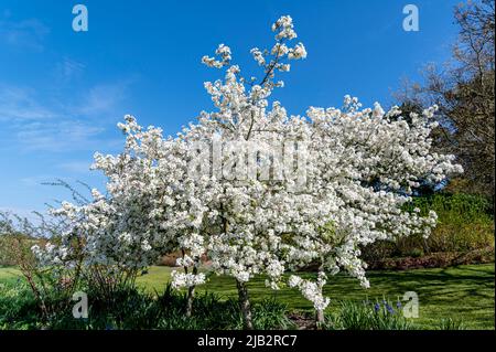 Malus Evereste, crab apple Evereste, Malus Perpetu, Rosaceae.White flowers or blossom in abundance on this showy tree. Stock Photo