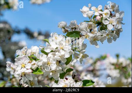 Malus Evereste, crab apple Evereste, Malus Perpetu, Rosaceae.White flowers or blossom in abundance on this showy tree. Stock Photo