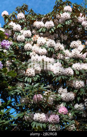 Rhododendron arboreum, Tree-like Rhododendron, Ericaceae. With white/pink flowers. Stock Photo