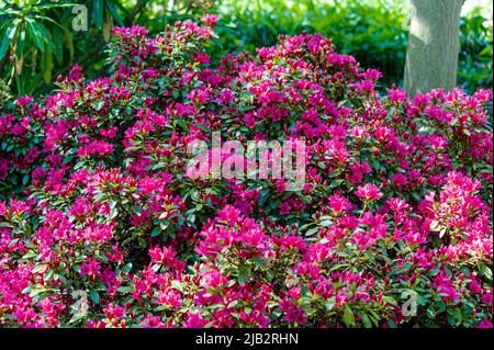 Rhododendron Toreador, Ericaceae. Red/pink flowers in spring. Stock Photo