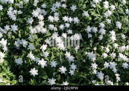 Anemone Nemorosa, flore,pleno, Ranunculaceae. White springtime flowers. Stock Photo
