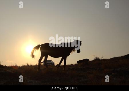 A pony on a dry grassland in a background of a car during dry season in Prailiang village in Mondu, Kanatang, East Sumba, East Nusa Tenggara, Indonesia. Stock Photo