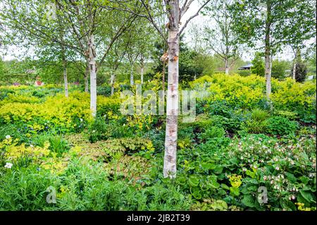 The Birch Grove at RHS, Hyde Hall, Stock Photo