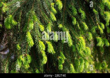 Bright green fresh fir tree new twigs and spruces in spring in the forest close up. Stock Photo