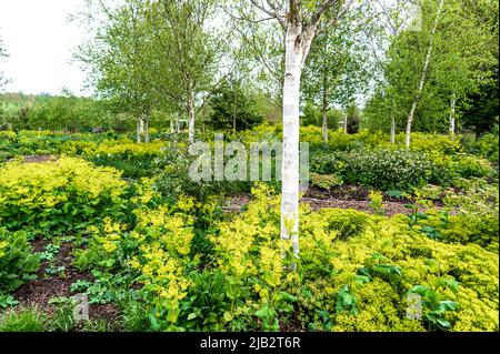 The Birch Grove at RHS, Hyde Hall, Stock Photo