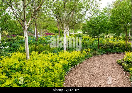The Birch Grove at RHS, Hyde Hall, Stock Photo