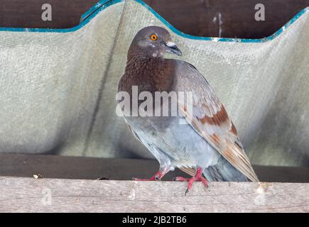 The pigeon sits on a beam and looks into the camera Stock Photo