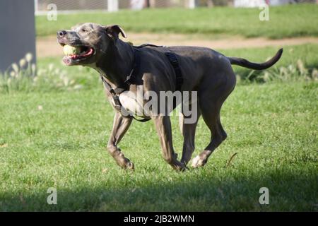Grey pit bull terrier dog is playing with a ball in a park. Stock Photo