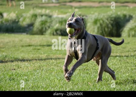 Grey pit bull terrier dog is playing with a ball in a park. Stock Photo