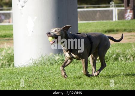 Grey pit bull terrier dog is playing with a ball in a park. Stock Photo