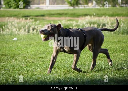 Grey pit bull terrier dog is playing with a ball in a park. Stock Photo