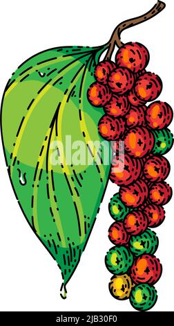 peppercorn pepper branch sketch hand drawn vector Stock Vector