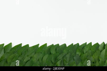 Green leaf pattern on white background, Natural green leaves panorama background. Place for text. Stock Photo