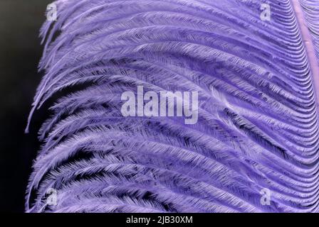 Delicate mauve feathers Stock Photo