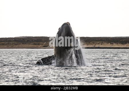 Right Whale jumping , Eubalaena Autralis, Glacialis, Patagonia , Peninsula Valdes, Patagonia, Argentina. Stock Photo