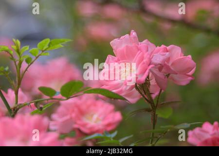 Delicate pink Chinese rose flowers. Rosa chinensis garden plant. landscape design. Floral Background. Macro photography. Stock Photo