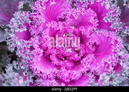 Ornamental coloured purplecabbage covered with dew drops or rain. Abstract floral background. Selective focus. Various Acephala or brassica oleracea. Stock Photo