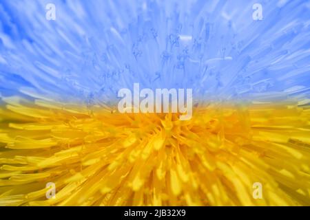 Yellow sunflower flower in the color of the State Ukrainian flag. Yellow and blue toning. Close-up. Stock Photo