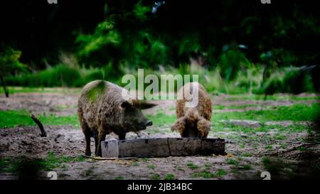 Brunswick, Germany. 30th May, 2022. Two breeding sows of the Mangalitsa breed, also called woolly pigs because of their curly bristles, originating from Hungary, stand en in a pasture on the outskirts of the city. Credit: Stefan Jaitner/dpa/Alamy Live News Stock Photo