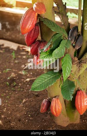 Harvesting cacao pods on farm tree ready for pick up Stock Photo