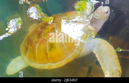 White albino sea turtle hawksbill sea turtle loggerhead sea turtle swims in pool in Turtle breeding station conservation Center in Bentota Sri Lanka. Stock Photo