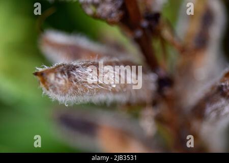 seeds pods, autumn Stock Photo