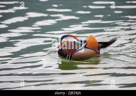 A cute male mandarin duck swimming on the lake. Bright waterfowl close up Stock Photo