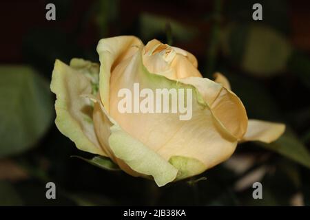 Yellow Blooming Rose Stock Photo