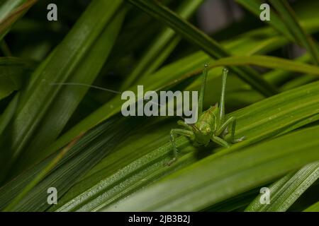 Close Up of a Green grasshopper sitting on a green leaf. Grasshopper in nature. Stock Photo