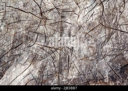 Full Frame Shot Of Tree Stump. Old wooden oak tree cut surface with ax traces Stock Photo