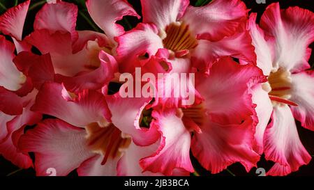 Closeup of desert rose tropical flower, also called impala lily, mock azalea, pink adenium. Plants with beautiful flowers. Colourful red and white flo Stock Photo