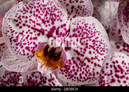 Orchid Dalmatian close up background. White flower blossom with purple dots full frame photo. Stock Photo
