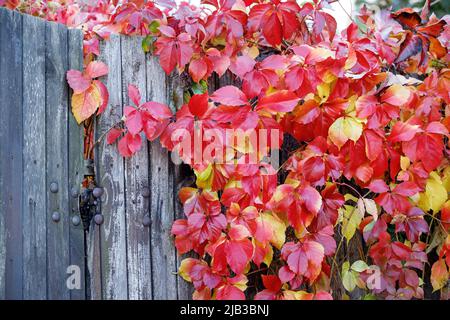 Parthenocissus quinquefolia, known as Virginia creeper, Victoria creeper, five-leaved ivy. Red foliage background gray old wooden wall. Natural backgr Stock Photo